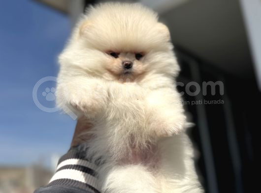 Petmode Köpek Çiftliğinde Ziyarete Açık Teddy Pomeranian görsel