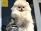 Petmode Köpek Çiftliğinde Ziyarete Açık Teddy Pomeranian