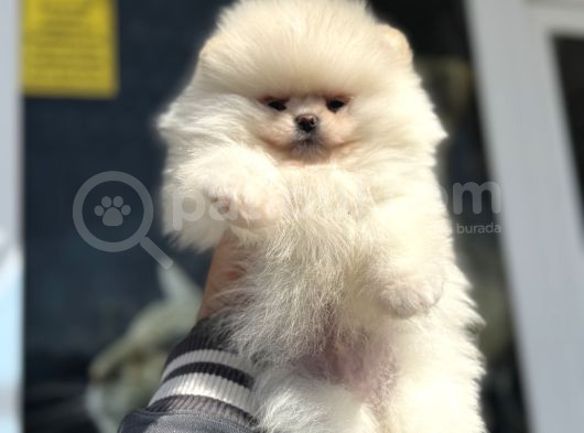 Petmode Köpek Çiftliğinde Ziyarete Açık Teddy Pomeranian görsel
