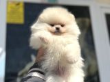 Petmode Köpek Çiftliğinde Ziyarete Açık Teddy Pomeranian