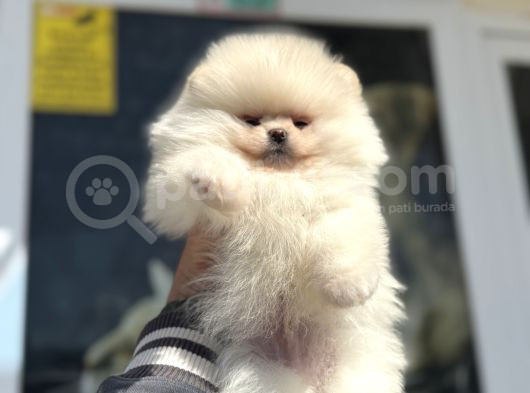 Petmode Köpek Çiftliğinde Ziyarete Açık Teddy Pomeranian görsel