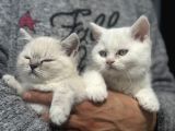 Ankarada Ziyarete Açık British Shorthair Yavrular