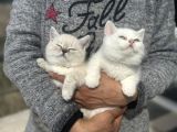 Ankarada Ziyarete Açık British Shorthair Yavrular