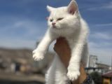 Ankarada ziyarete açık british shorthair yavrular
