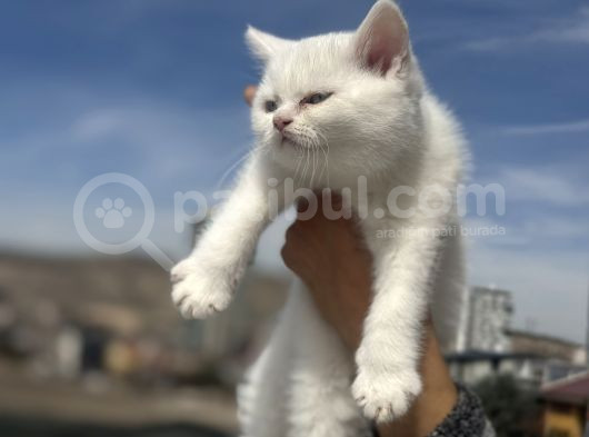 Ankarada Ziyarete Açık British Shorthair Yavrular