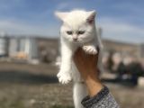 Ankarada Ziyarete Açık British Shorthair Yavrular