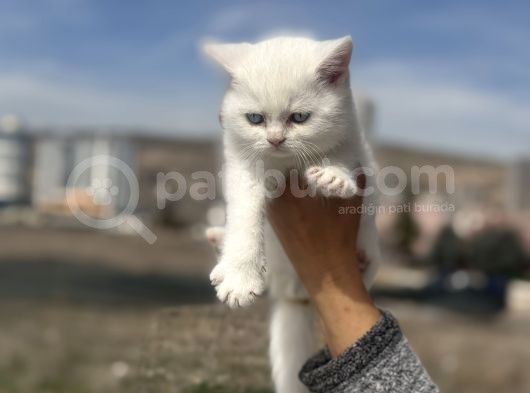 Ankarada Ziyarete Açık British Shorthair Yavrular görsel