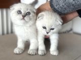 Ankaranın En Elit Scottish Fold Yavruları Ziyarete Açık