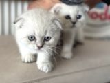 Ankaranın En Elit Scottish Fold Yavruları Ziyarete Açık