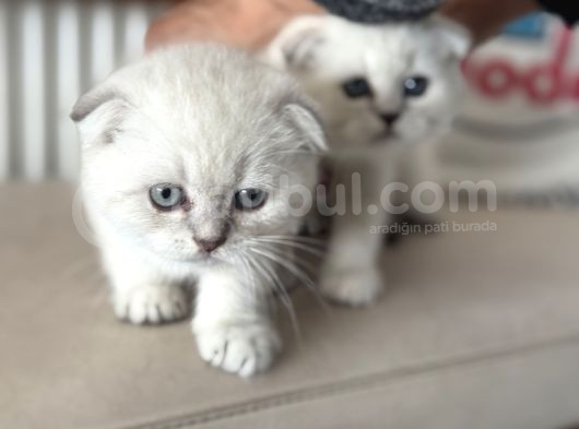 Ankaranın En Elit Scottish Fold Yavruları Ziyarete Açık görsel