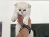 Ankaranın En Elit Scottish Fold Yavruları Ziyarete Açık