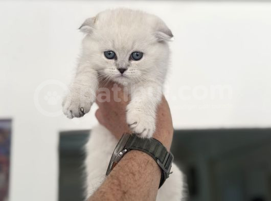 Ankaranın En Elit Scottish Fold Yavruları Ziyarete Açık görsel