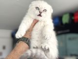 Ankaranın En Elit Scottish Fold Yavruları Ziyarete Açık