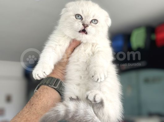 Ankaranın En Elit Scottish Fold Yavruları Ziyarete Açık görsel