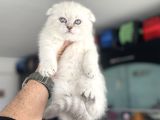 Ankaranın en elit scottish fold yavruları ziyarete açık