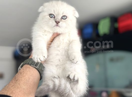 Ankaranın En Elit Scottish Fold Yavruları Ziyarete Açık