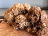 Toy Poodle Yabrularım Yeni Yuvasını Arıyorlar