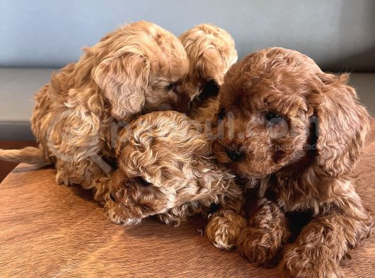 Toy Poodle Yabrularım Yeni Yuvasını Arıyorlar görsel