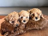 Toy poodle yabrularım yeni yuvasını arıyorlar