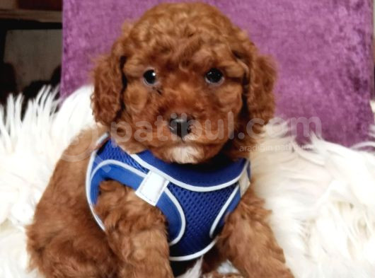 Mükemmel Kali̇tede Son Erkek Toy Poodle Yavrumuz görsel