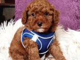 Mükemmel Kali̇tede Son Erkek Toy Poodle Yavrumuz