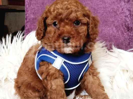 Mükemmel Kali̇tede Son Erkek Toy Poodle Yavrumuz görsel