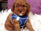 MÜKEMMEL KALİTEDE SON ERKEK TOY POODLE YAVRUMUZ