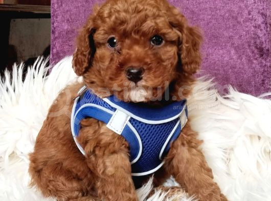 Mükemmel Kali̇tede Son Erkek Toy Poodle Yavrumuz