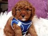 Mükemmel Kali̇tede Son Erkek Toy Poodle Yavrumuz