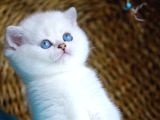 Bulut Beyazı Mavi Göz Ns1133 British Shorthair