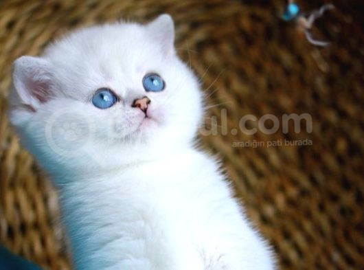 Bulut Beyazı Mavi Göz Ns1133 British Shorthair görsel