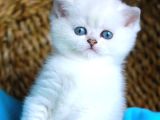 Bulut Beyazı Mavi Göz Ns1133 British Shorthair