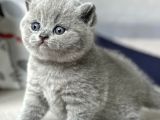 Yusyuvarlak Kafa Gri British Shorthair