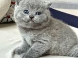 Yusyuvarlak Kafa Gri British Shorthair