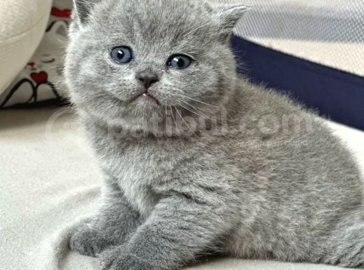 Yusyuvarlak Kafa Gri British Shorthair görsel
