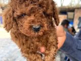 bursanın en kıvırcık Toy poodle bebekleri büyüdü