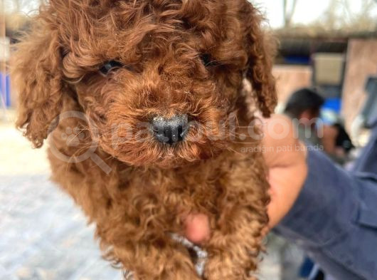 Bursanın En Kıvırcık Toy Poodle Bebekleri Büyüdü