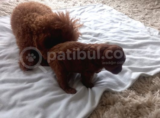 Petmode Köpek Çiftliğinden Kore Toy Poodle Yavrularımız görsel