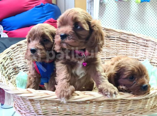 Kizil Renk Orji̇nal Cavapoo Yavrular