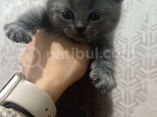 1 Aylık Scot Fold Yavrularımız görsel