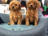 VONALP PET GARANTİSİYLE EFSANE GUZELLIKTE TOY POODLE YAVRULARIMIZ