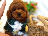 TOY POODLE ANNE ALTINDAN