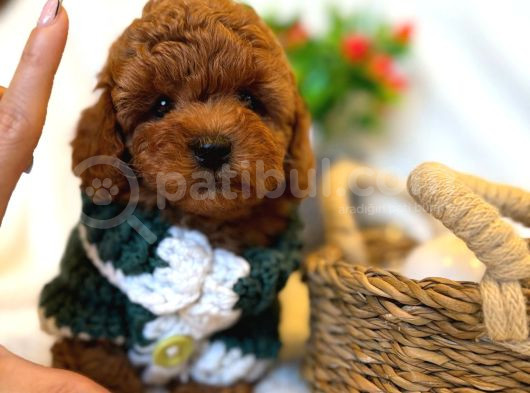Toy Poodle Anne Altindan