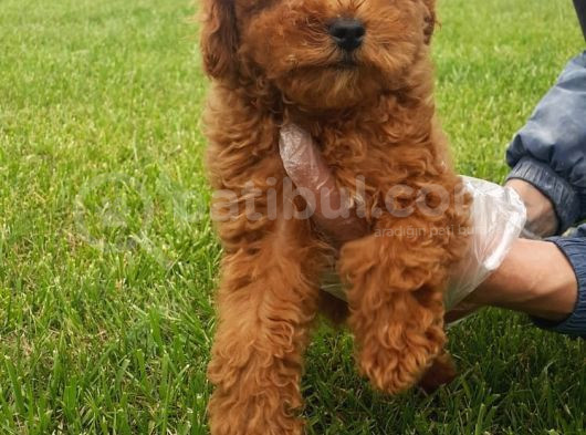 Red Brown Kizil Orji̇nal Toy Poodle Yavrular görsel