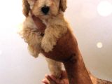Red Brown Kizil Orji̇nal Toy Poodle Yavrular