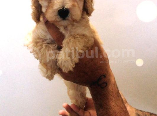 Red Brown Kizil Orji̇nal Toy Poodle Yavrular görsel