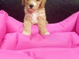 Orji̇nal Gerçek Malti̇poo Yavrular