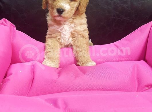 Orji̇nal Gerçek Malti̇poo Yavrular görsel