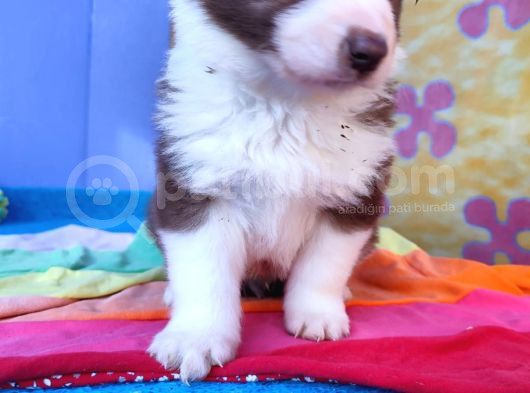 Show Li̇ne Orji̇nal Border Coli̇e Yavrular görsel