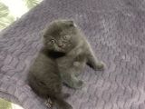 Saf Irk Scottish Fold Bebekler